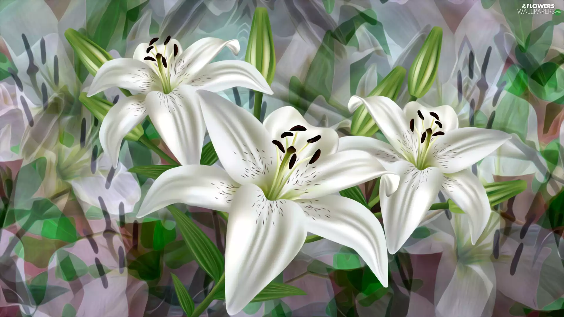 lilies, 2D, Three, White, Flowers