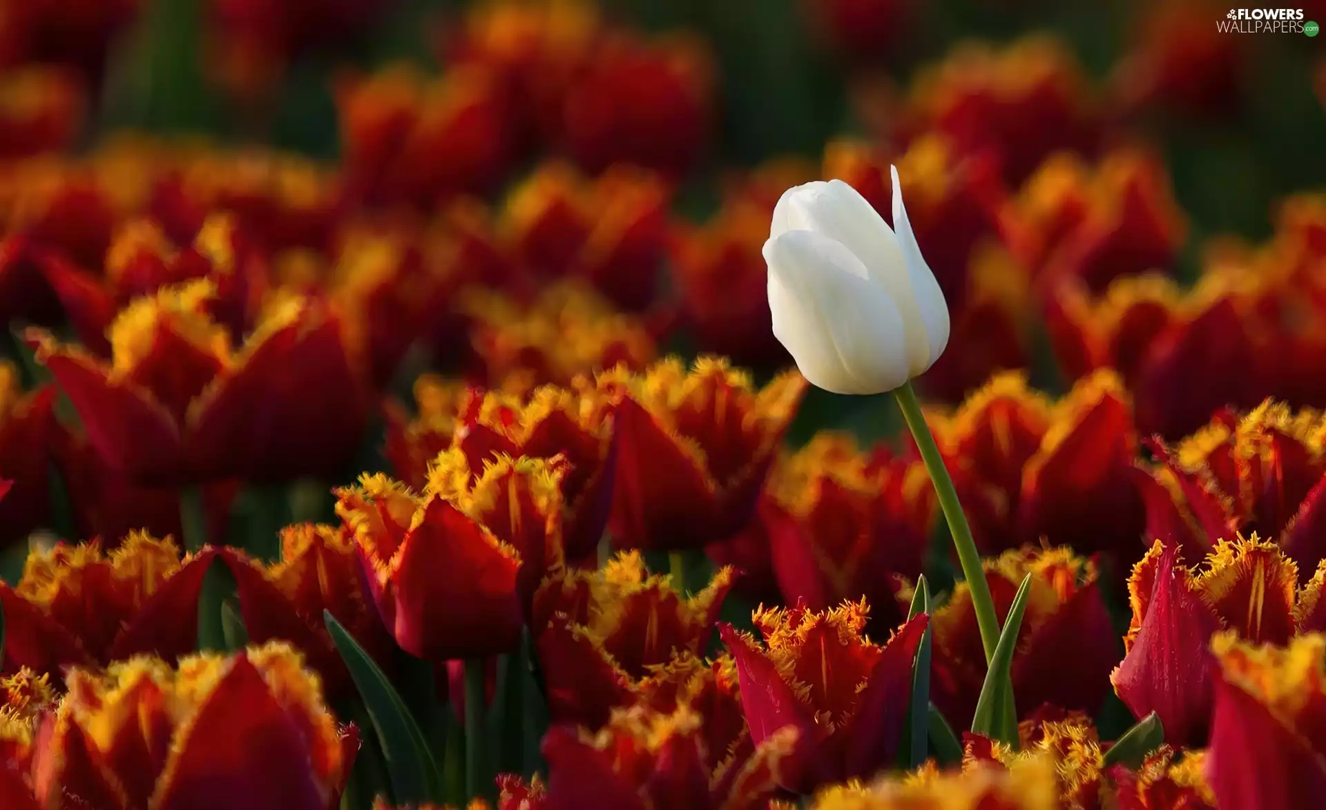 a distinctive, tulip