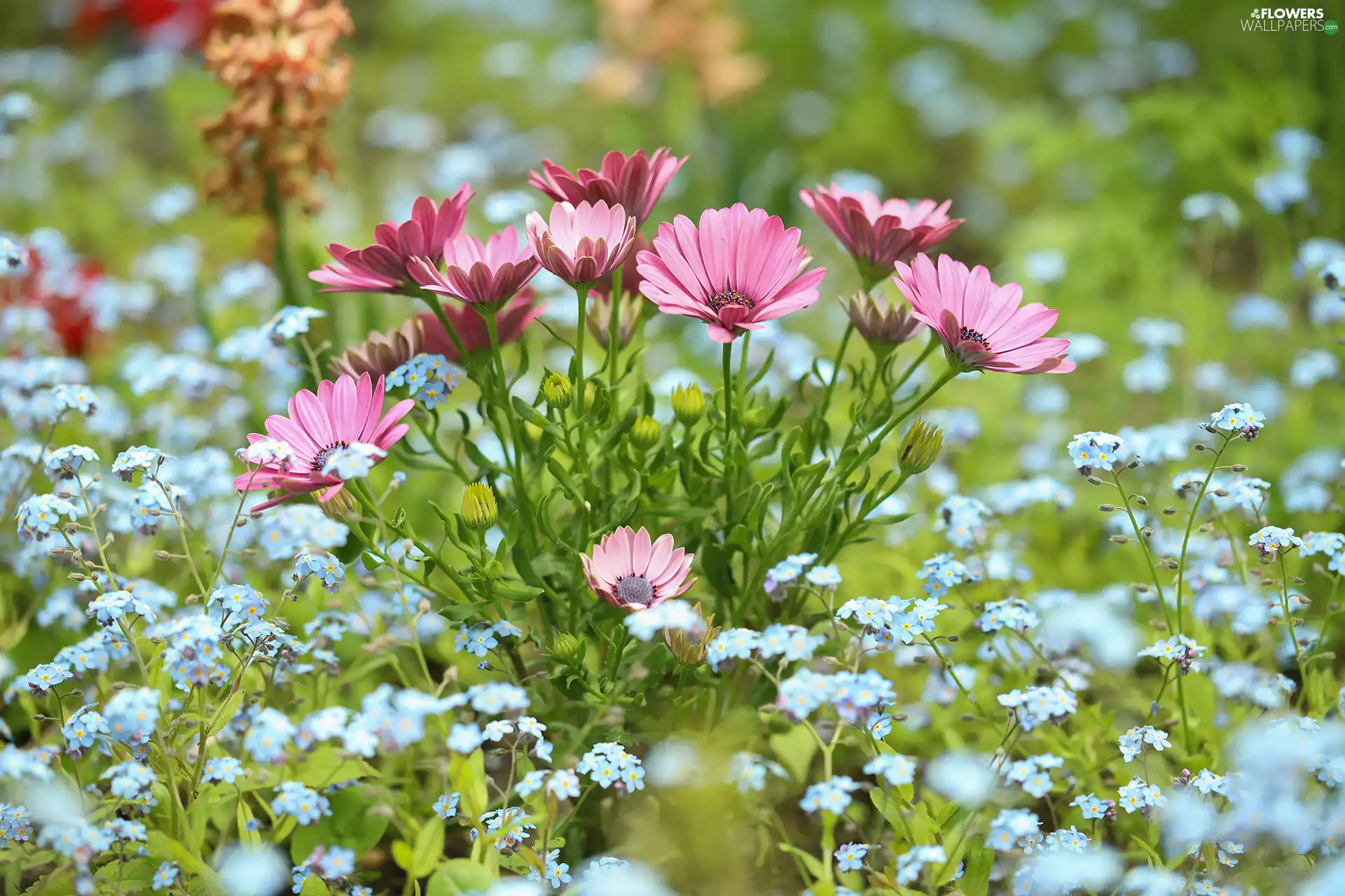 Pink, African Daisy, Forget, Flowers
