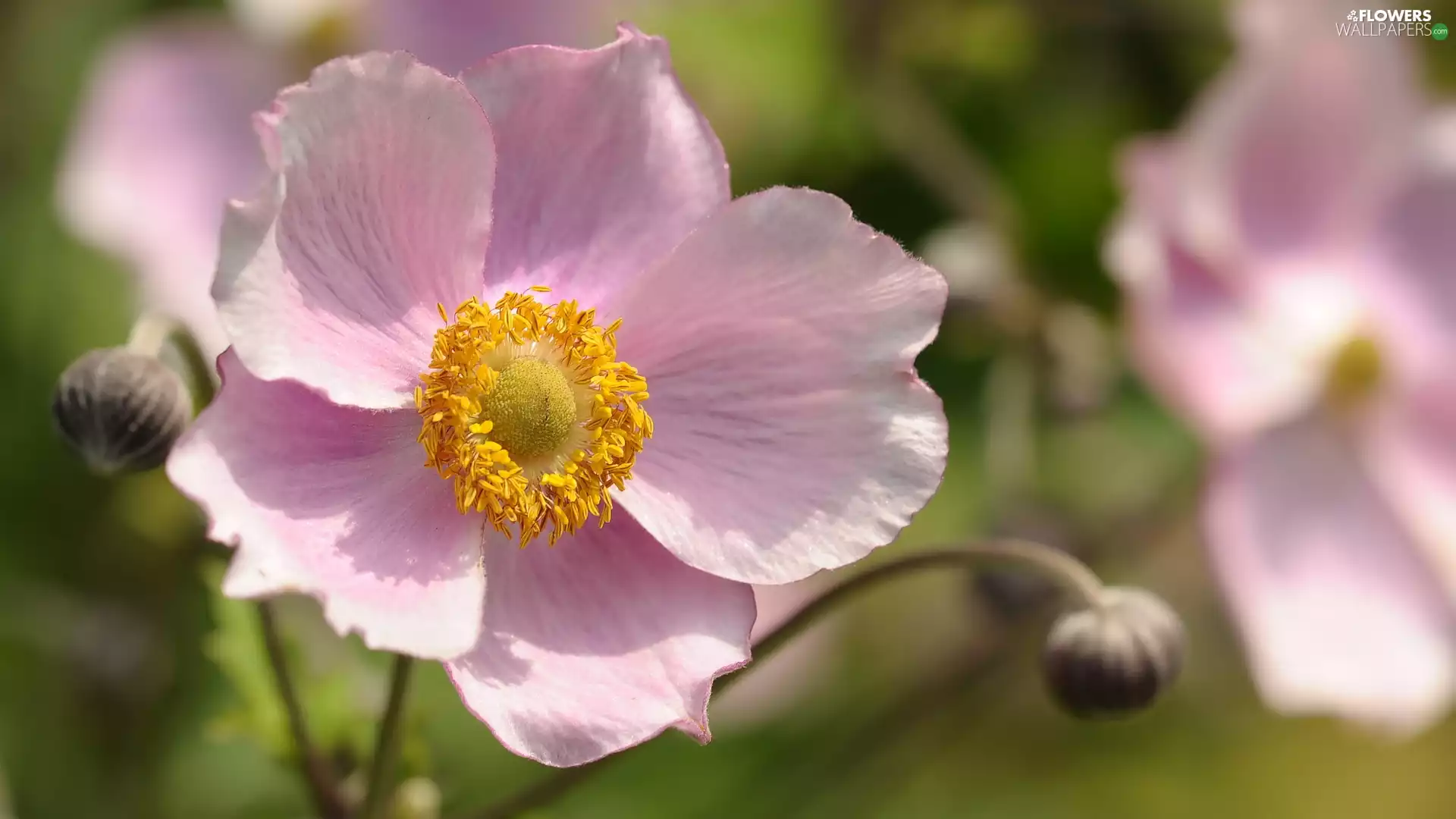 Japanese anemone, Colourfull Flowers, Pink