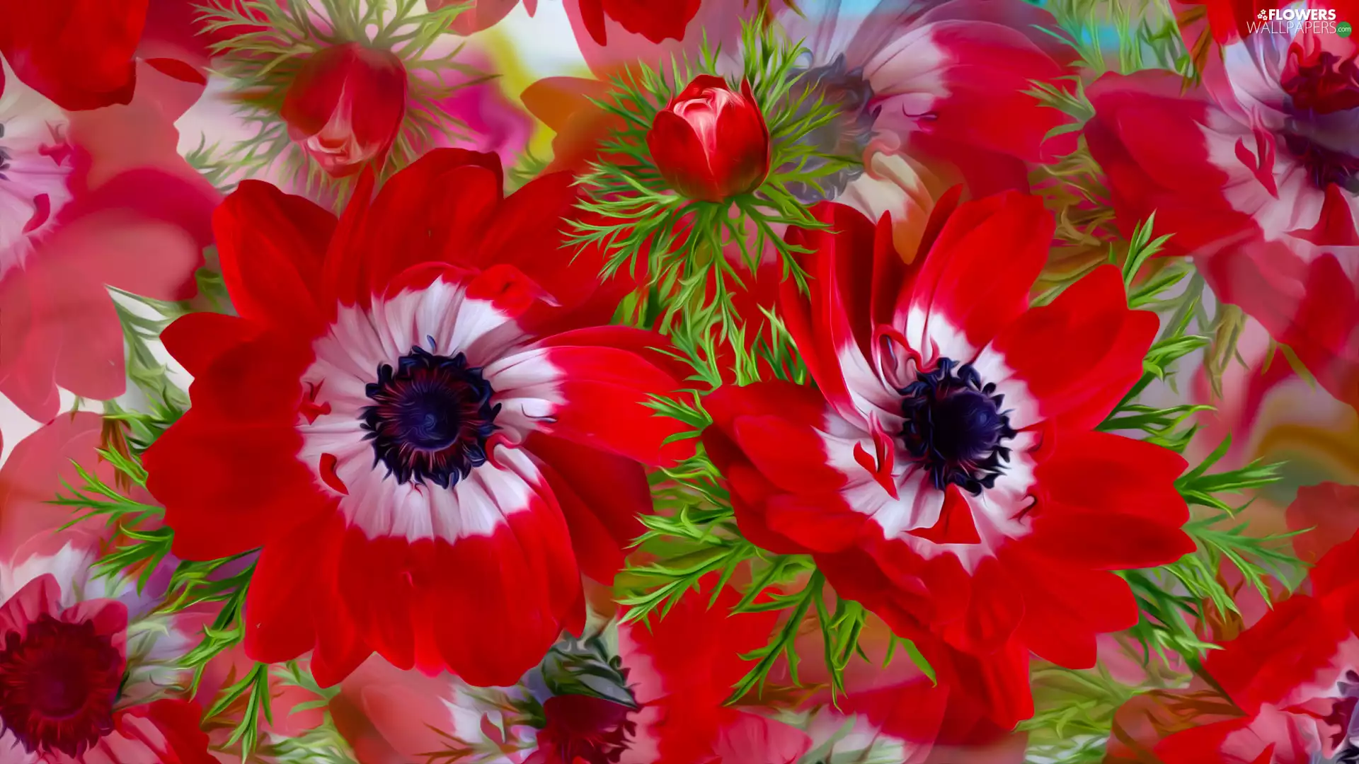 Flowers, Red, graphics, Anemones