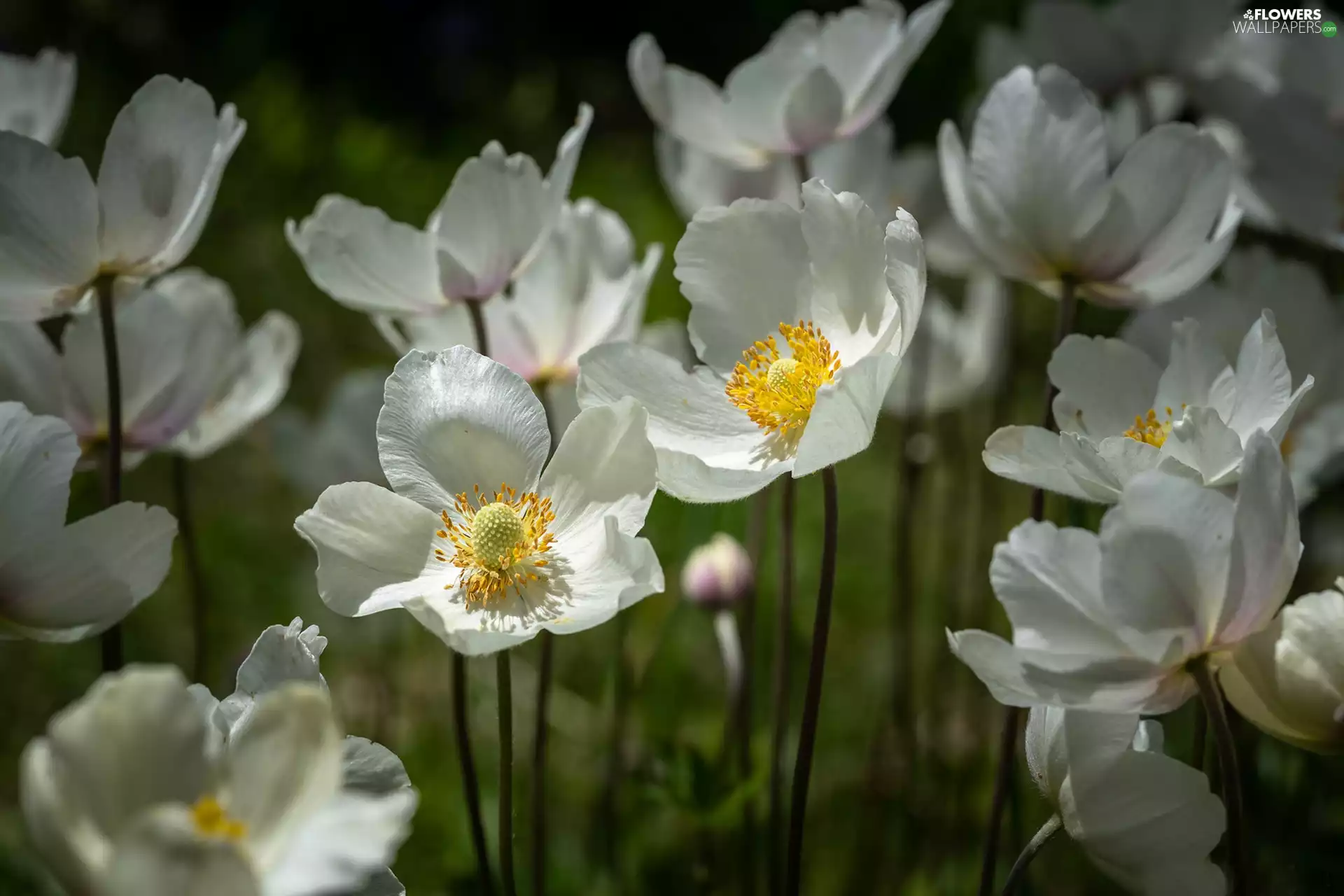 Anemones, Flowers, White