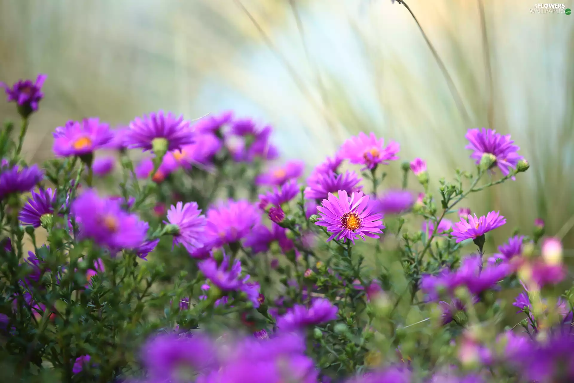 Aster, Flowers, purple