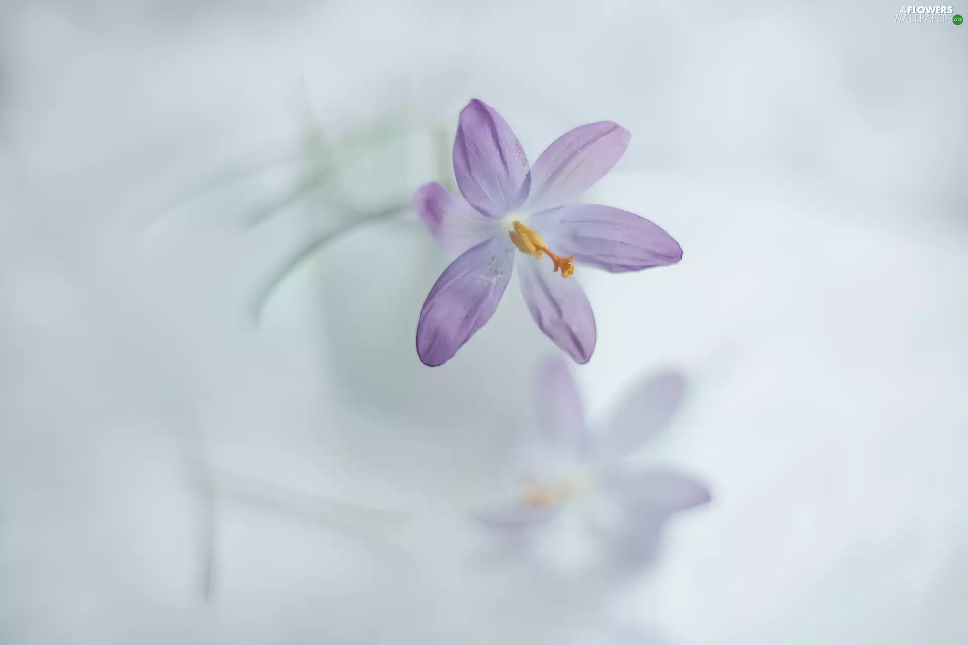 blurry background, crocus, Colourfull Flowers