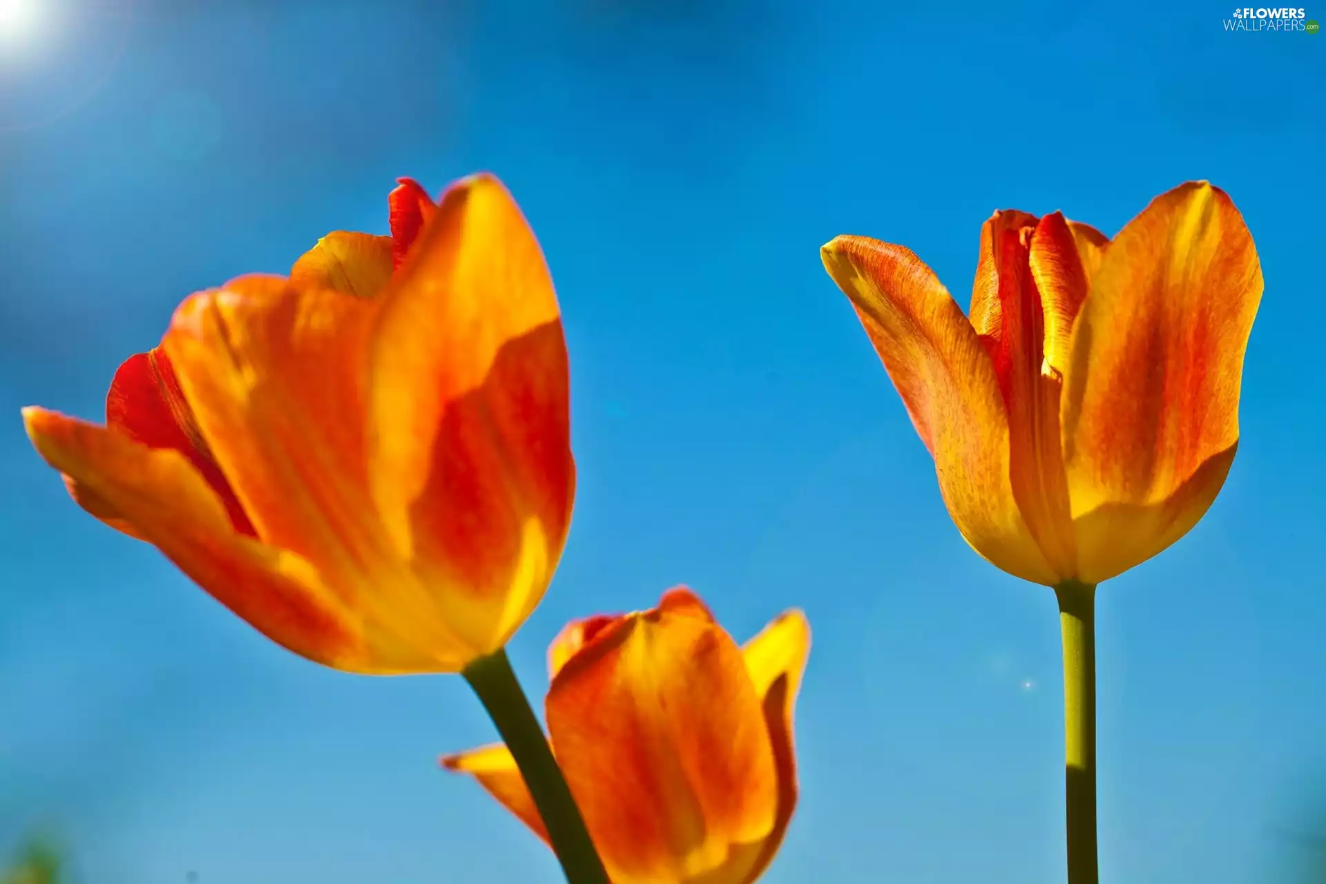 Orange, Blue, background, Tulips