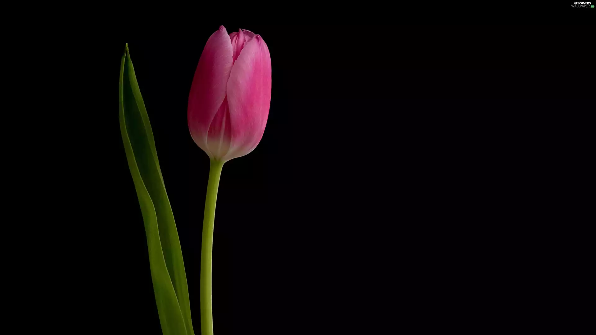 Pink, Black, background, tulip