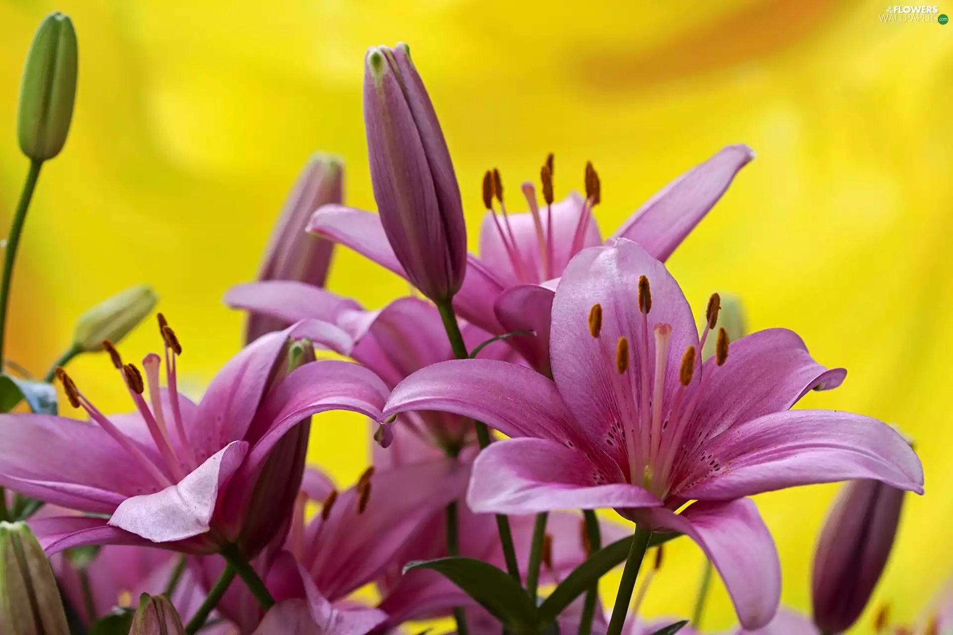 purple, Yellow, background, lilies