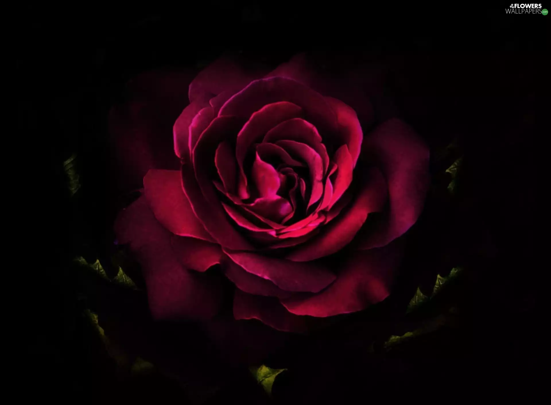 rose, Black, background, flakes