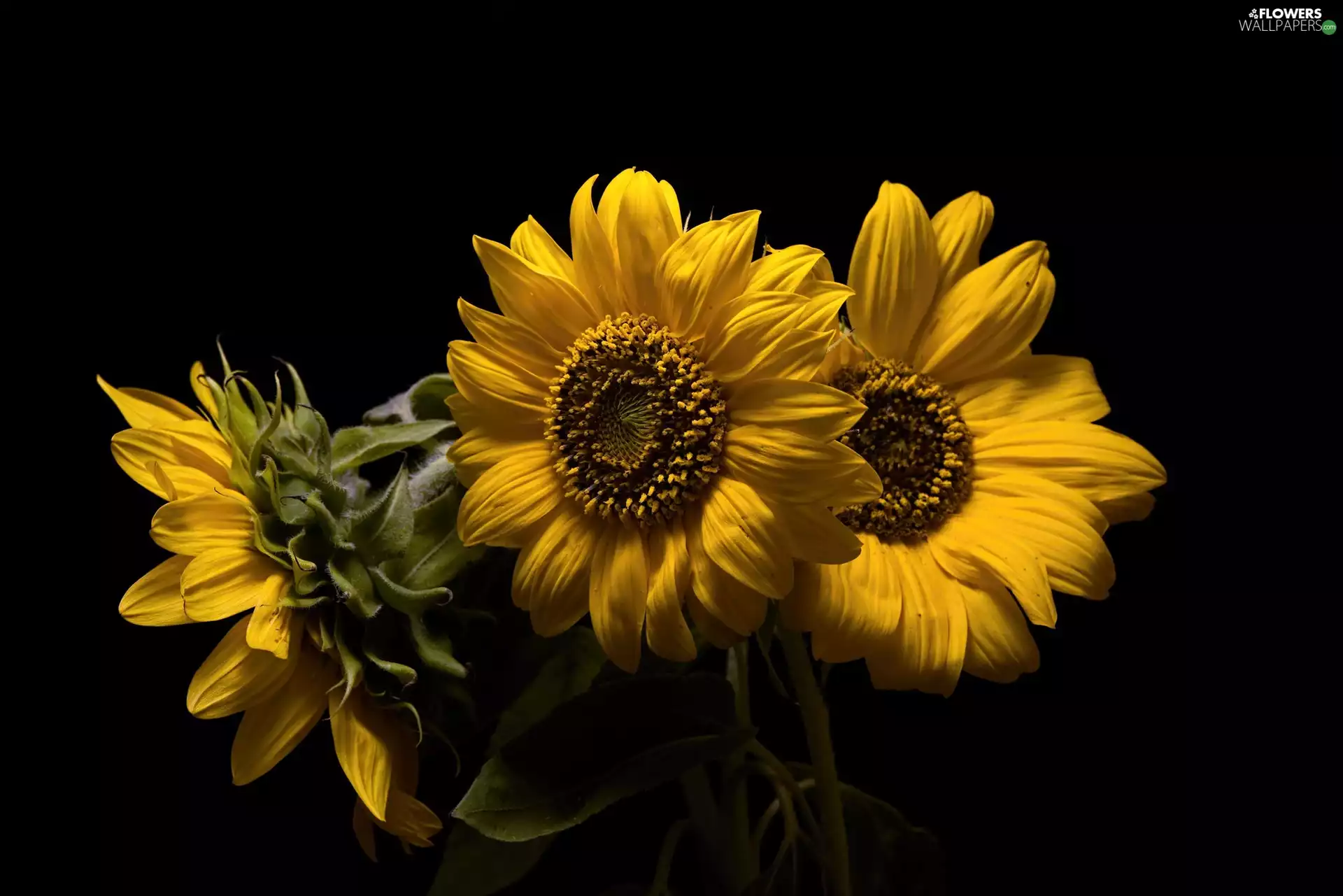 Three, Black, background, decorative Sunflowers