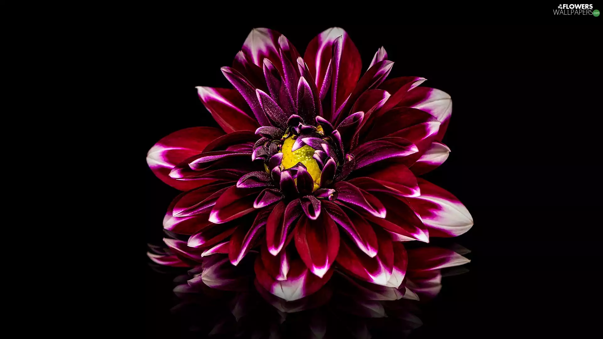 background, reflection, Dalia, Black, Colourfull Flowers