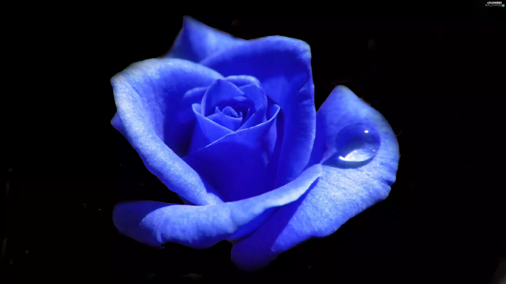 rose, Colourfull Flowers, Blue