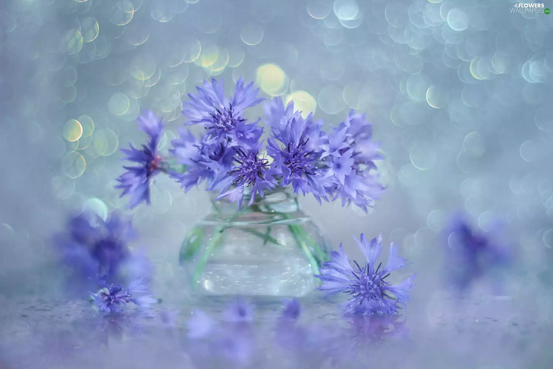cornflowers, Flowers, vase, Blue