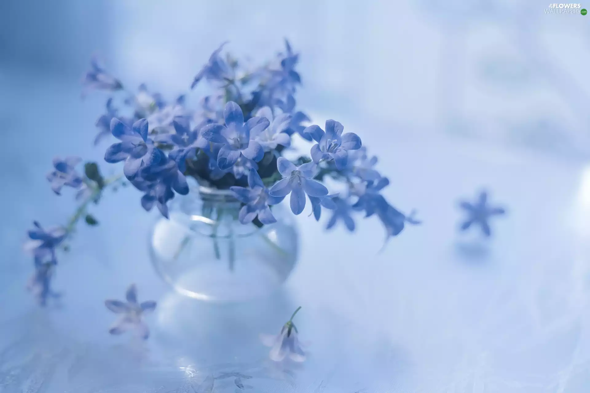 Campanula, Blue, Flowers, Dalmatian bellflower