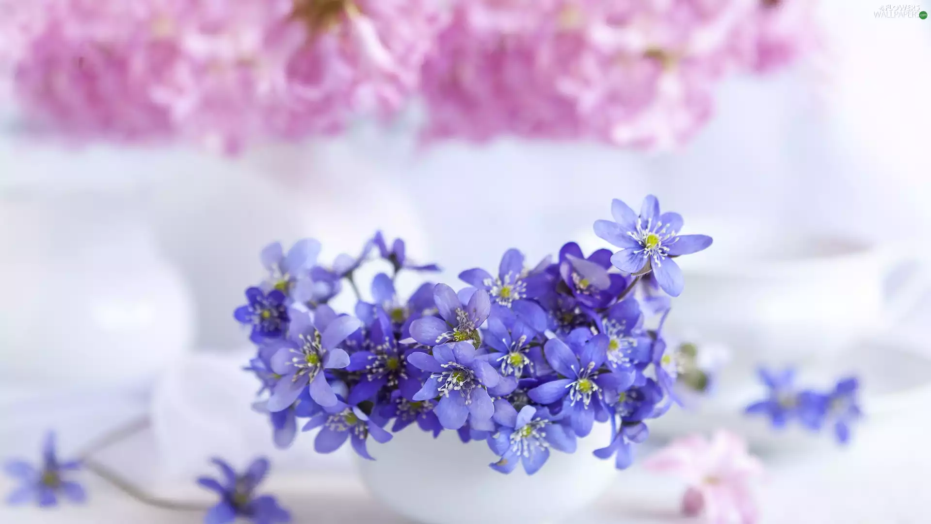 Flowers, Liverworts, blur, Blue