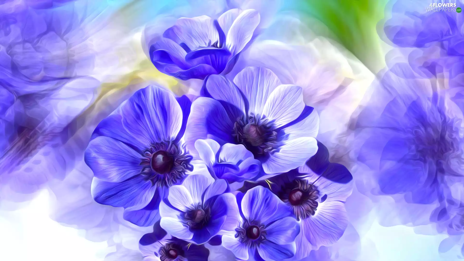 Flowers, Anemones, graphics, Blue