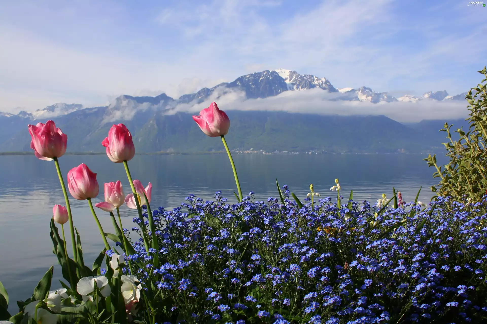 Blue, Flowers, lake, Tulips, Mountains