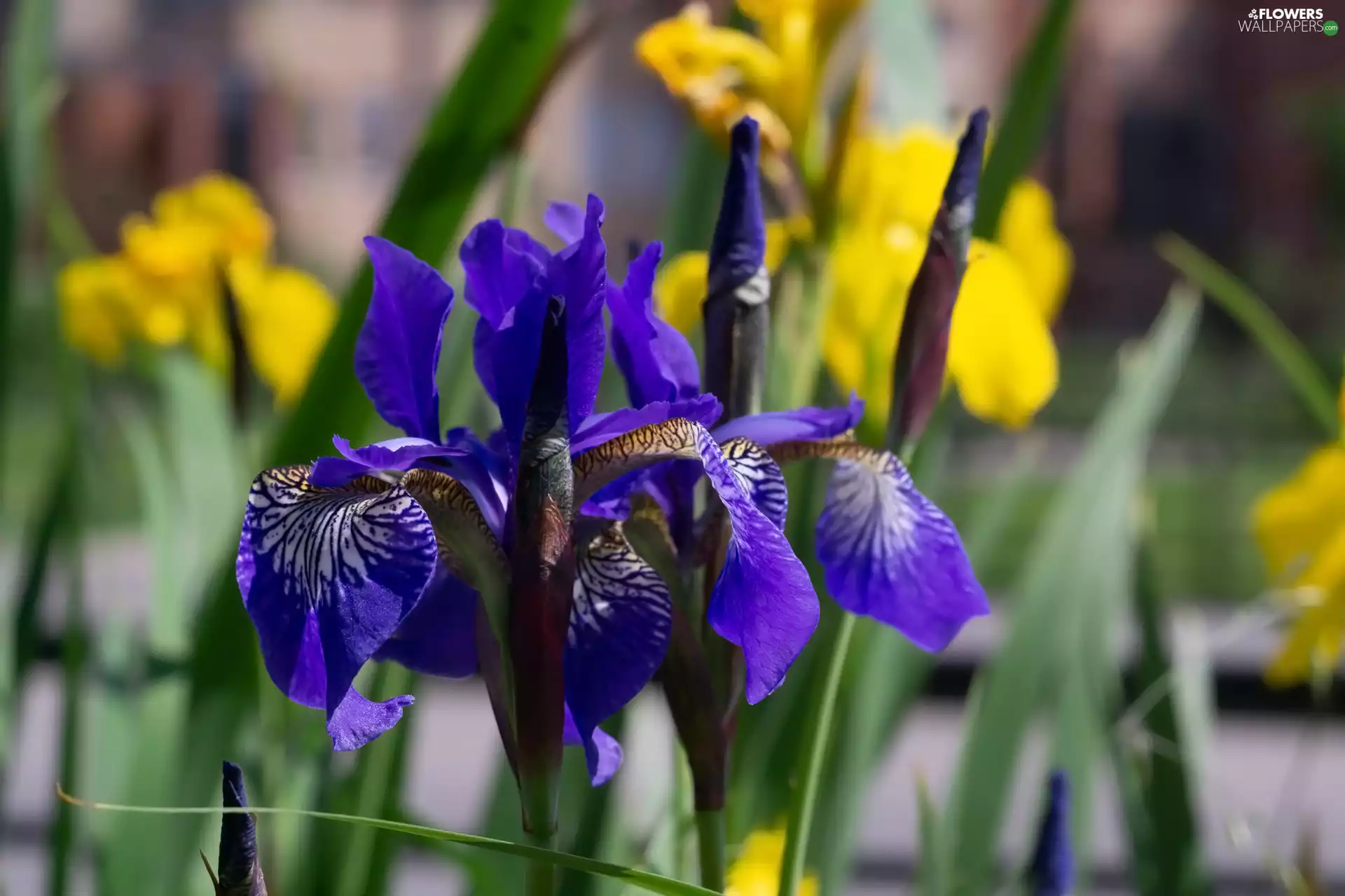 Irises, Flowers, Deep Blue