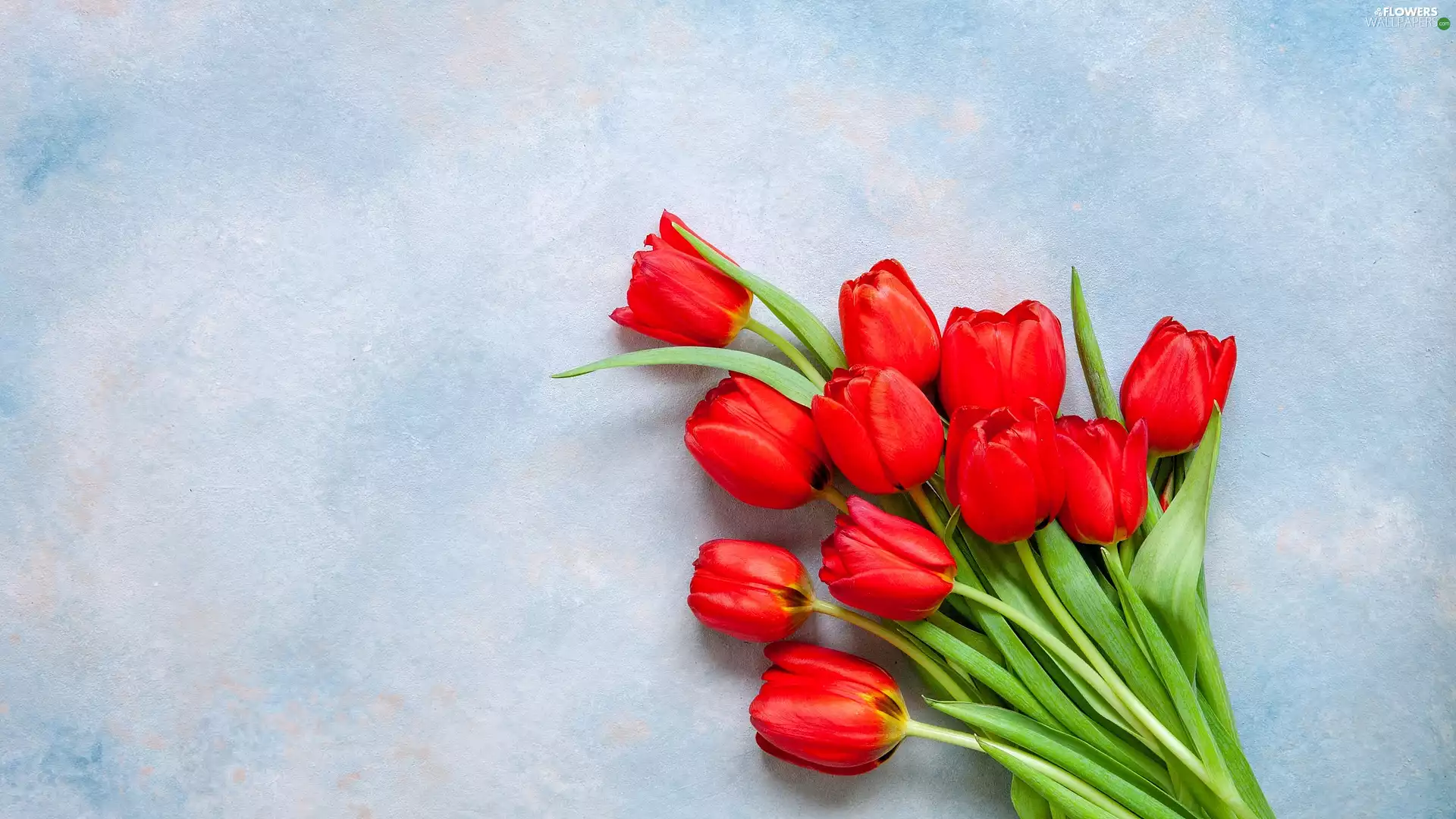 Red, Blue-white, background, Tulips