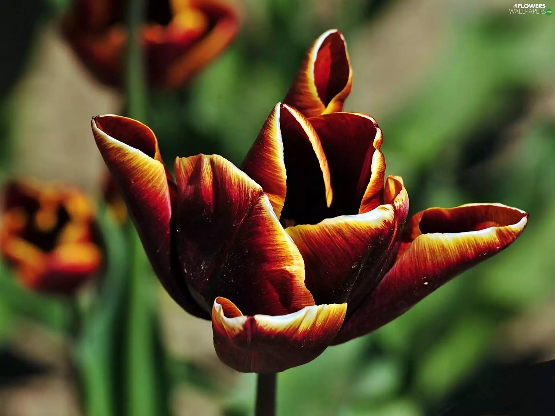 Tulips, blur