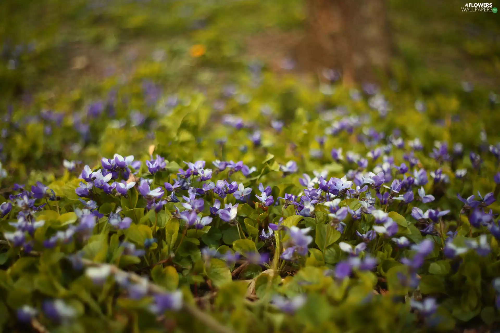 fragrant violets, Flowers, blurry background, purple
