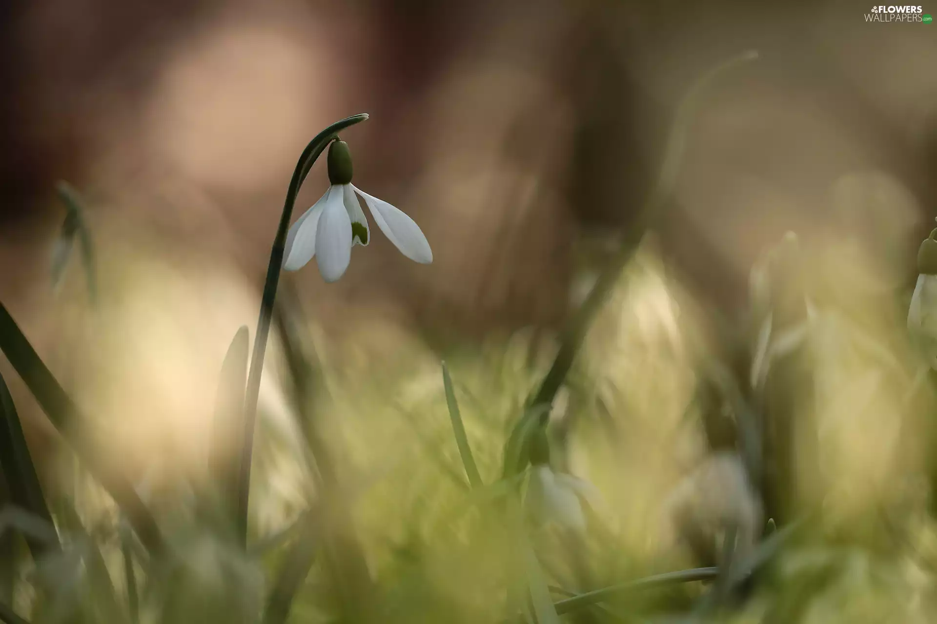 Snowdrop, Colourfull Flowers, blurry background, White