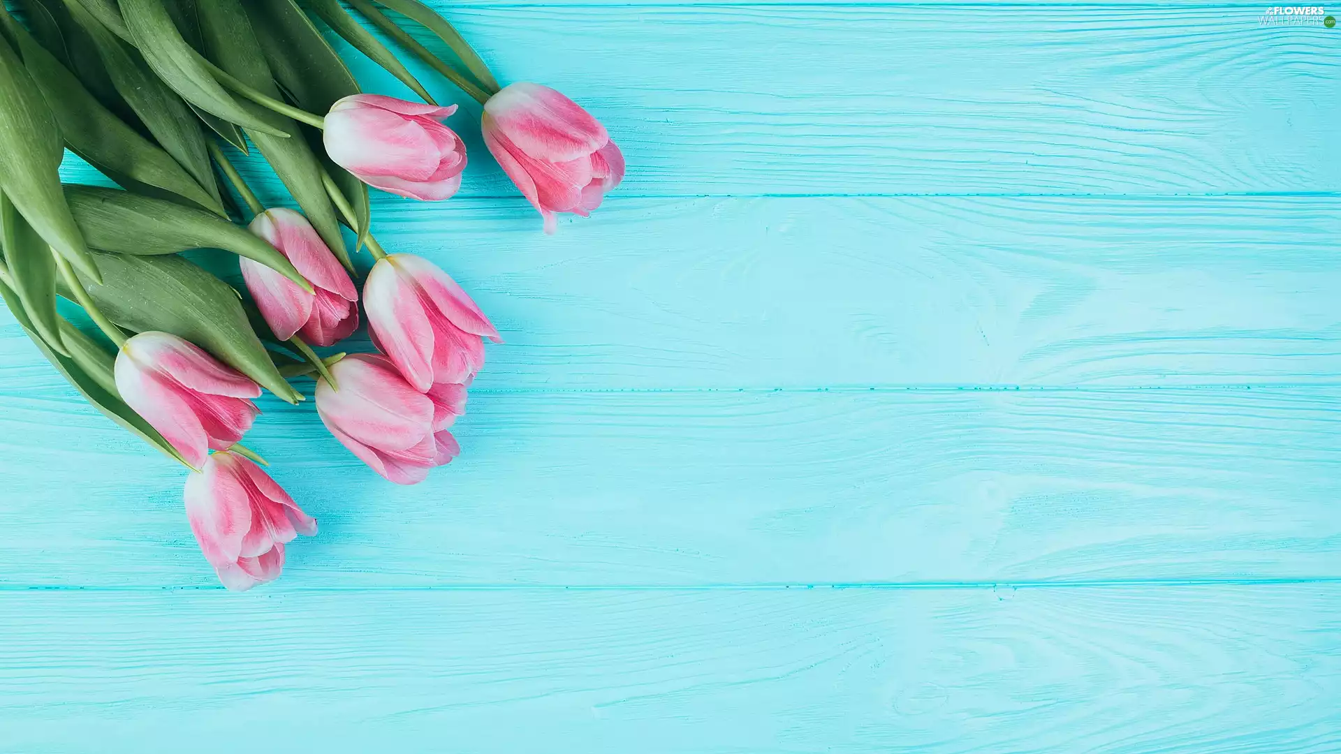 Blue, boarding, Pink, Tulips, Flowers