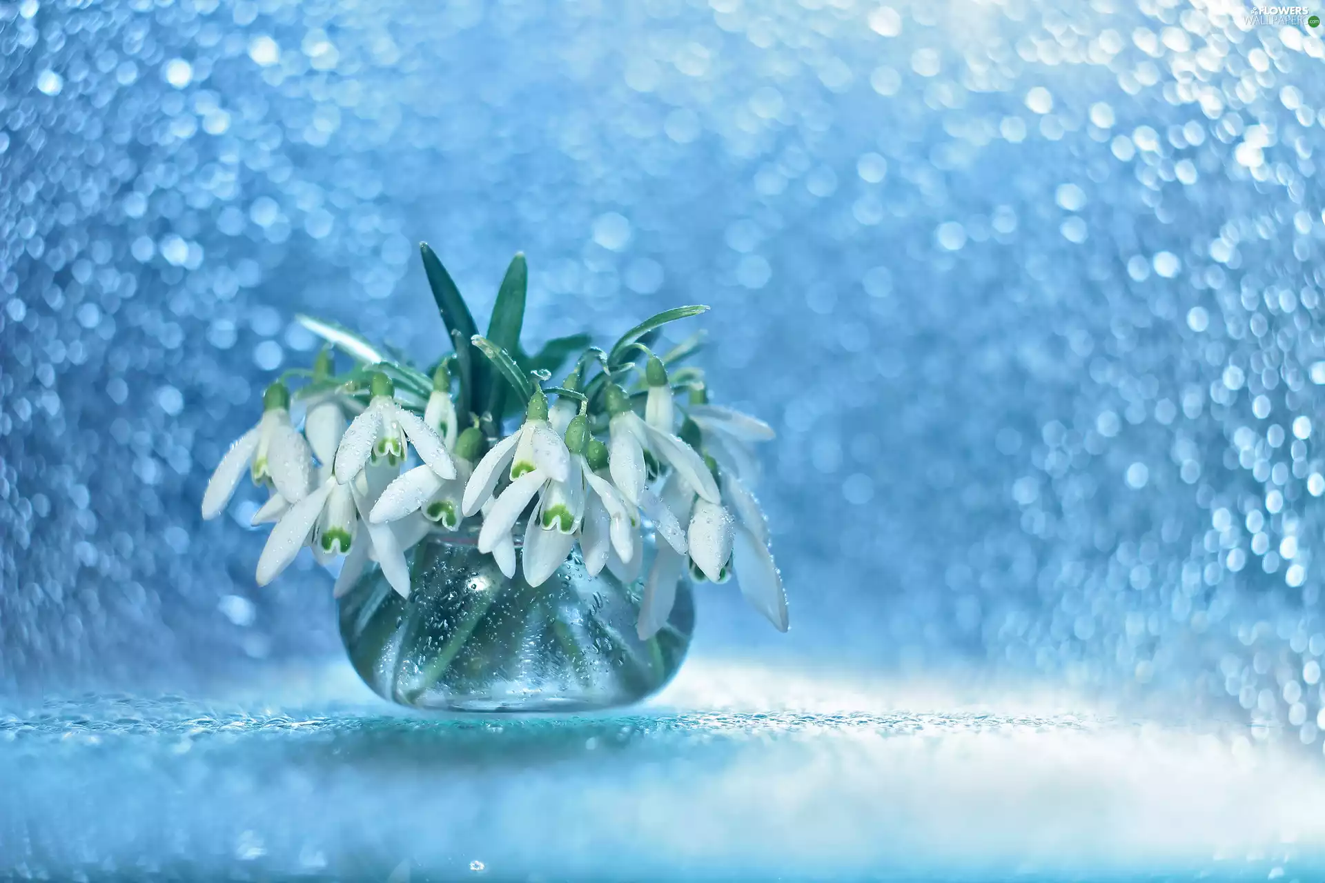 White, decoration, Bokeh, vase, Flowers, snowdrops