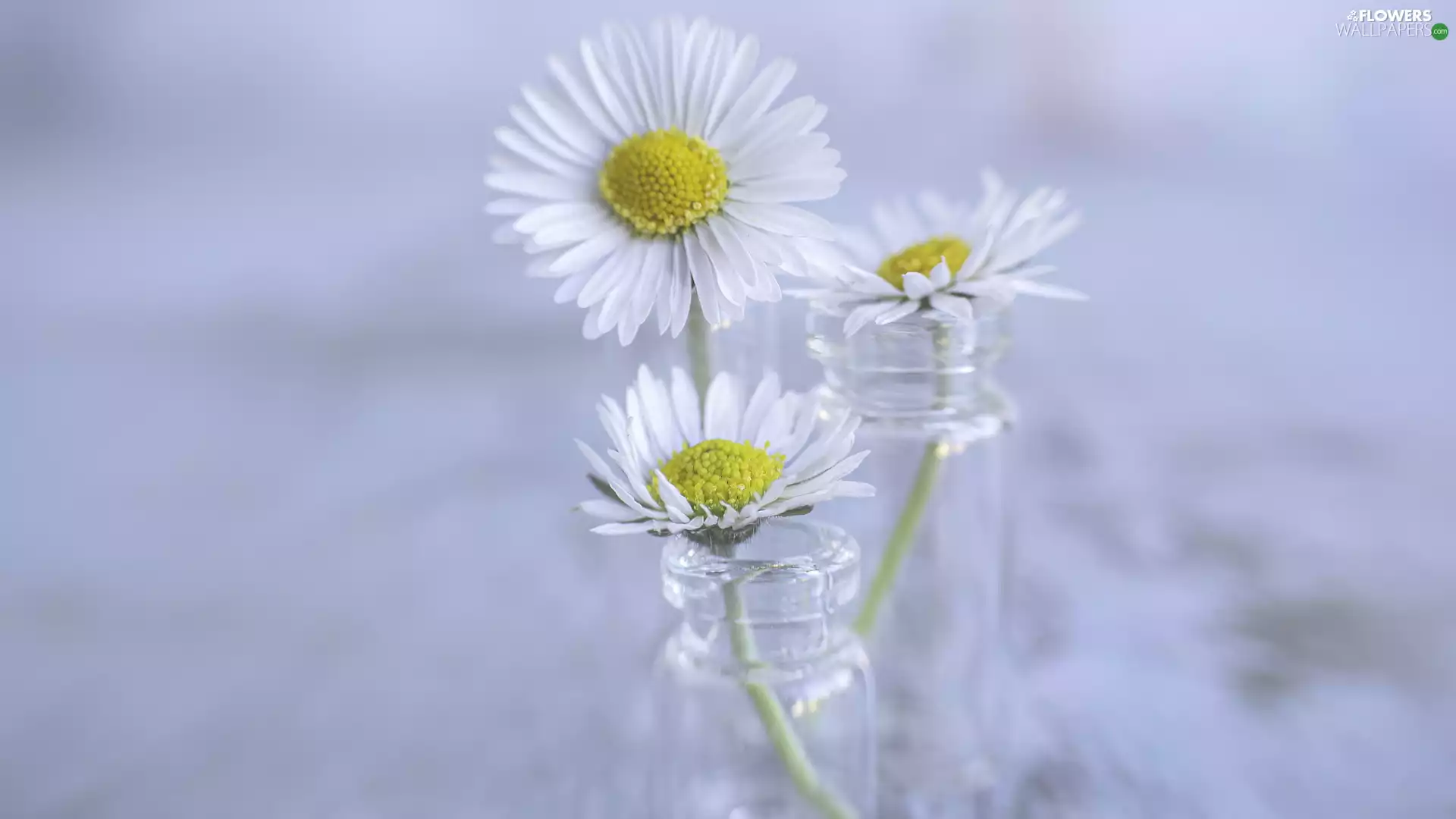 glass, Bottles, daisies, Two, Three