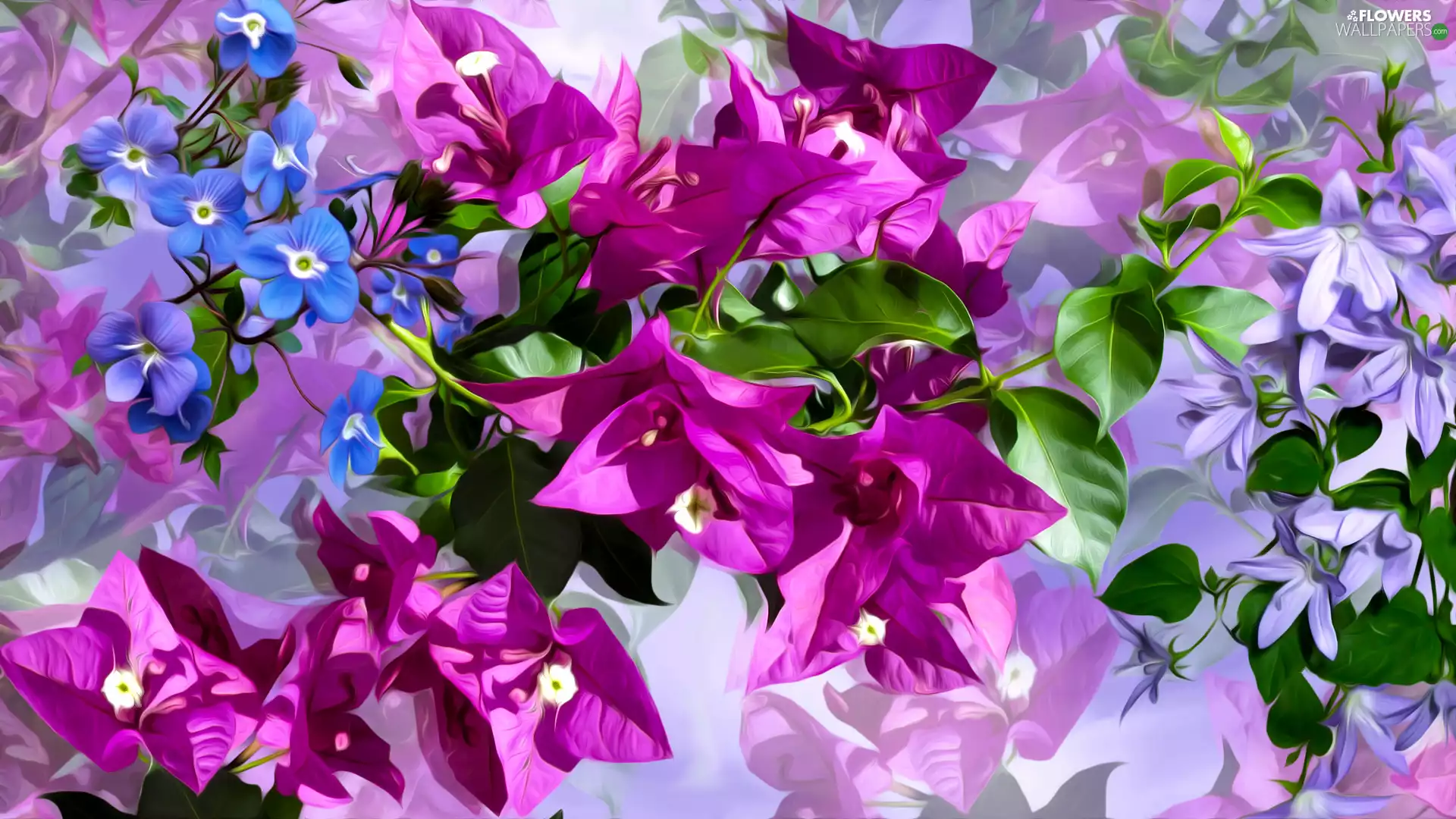 Flowers, Forget, graphics, Bougainvillea
