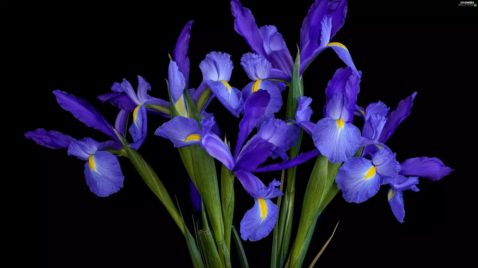 bouquet, Flowers, Irises
