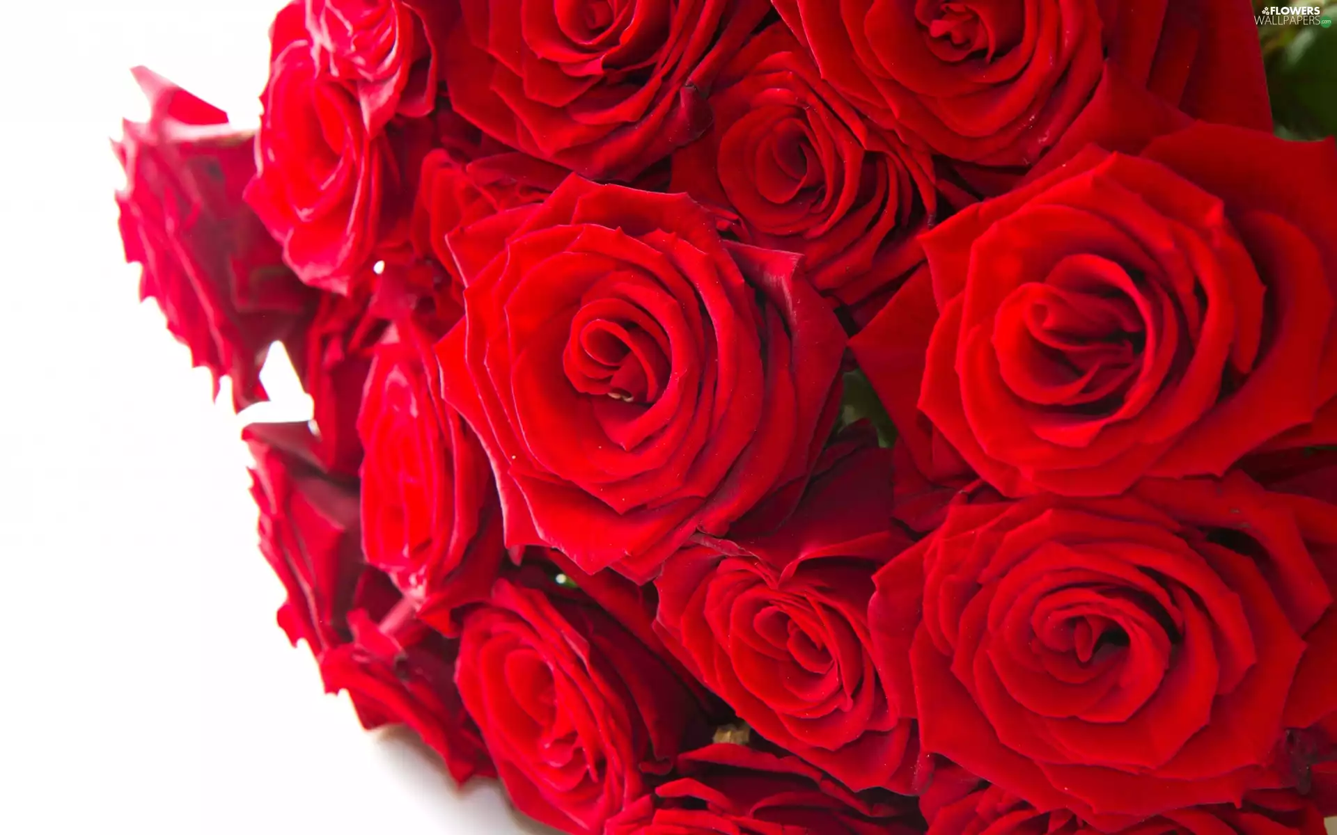 bouquet, Red, Roze