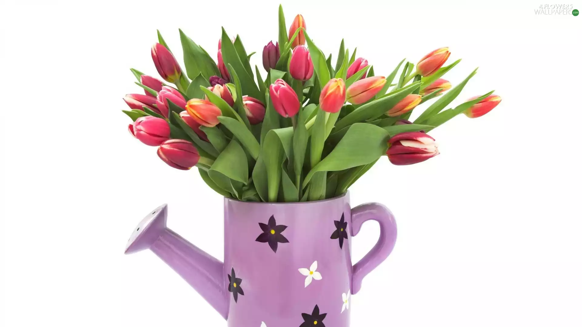 Tulips, watering can, bouquet
