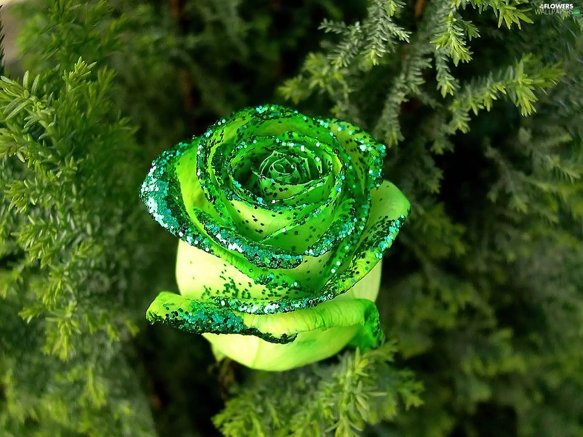 brocade, rose, Green
