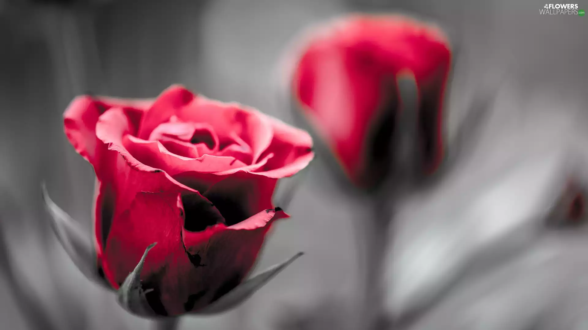 fuzzy, background, rose, bud, red hot