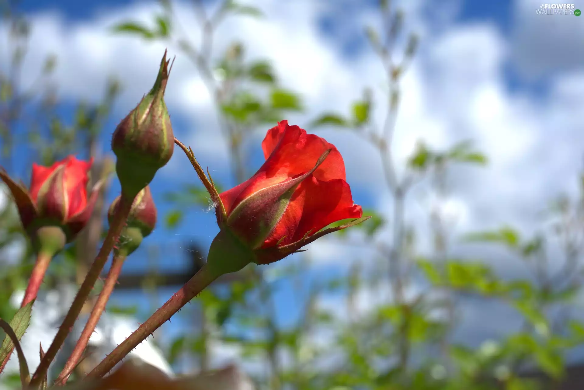 Red, Buds, blurry background, roses