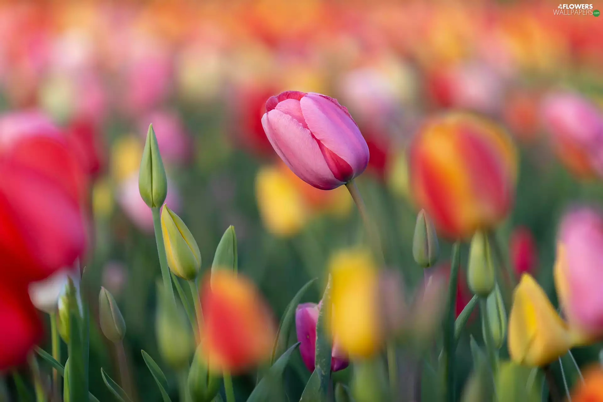 Tulips, Flowers, tulip, Buds, Pink, color