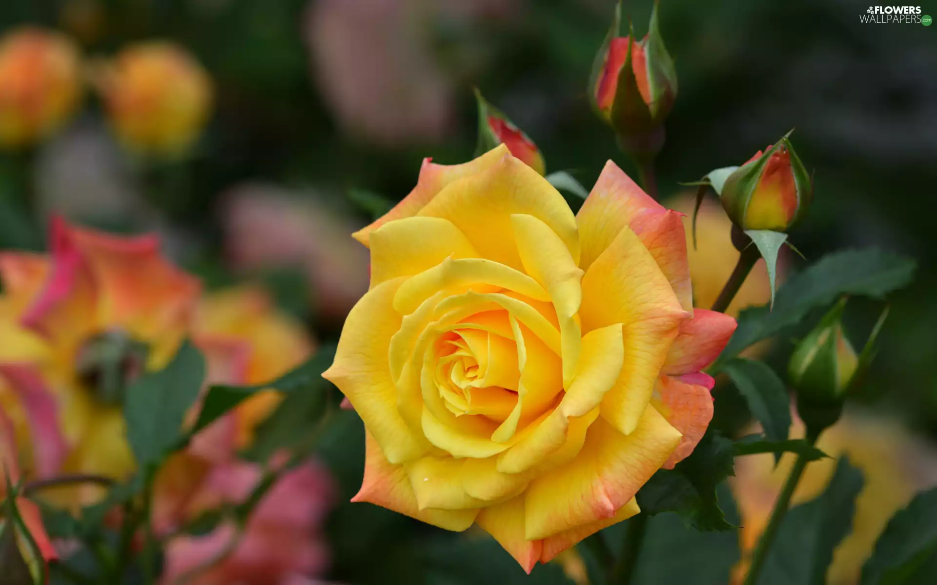 Colourfull Flowers, rose, Buds, Yellow Honda