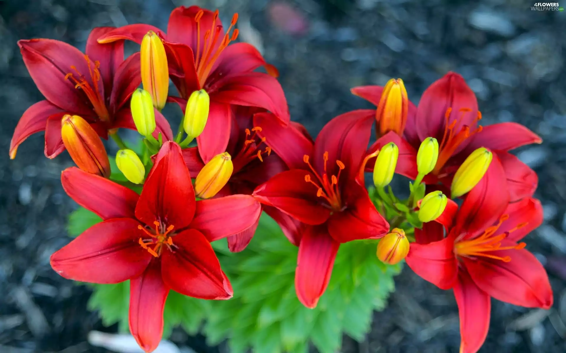 Buds, Red, lilies