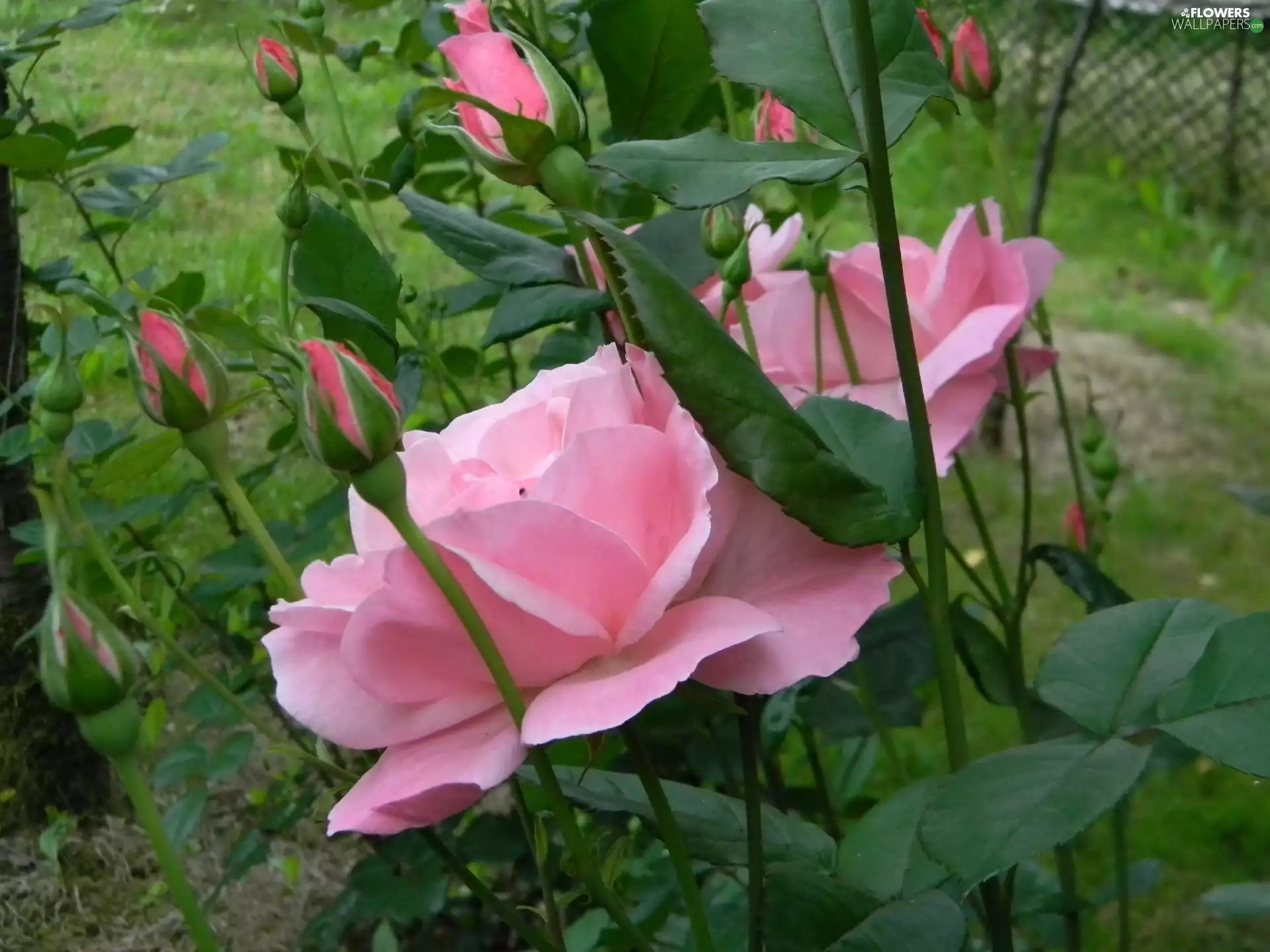 Buds, Pink, rose