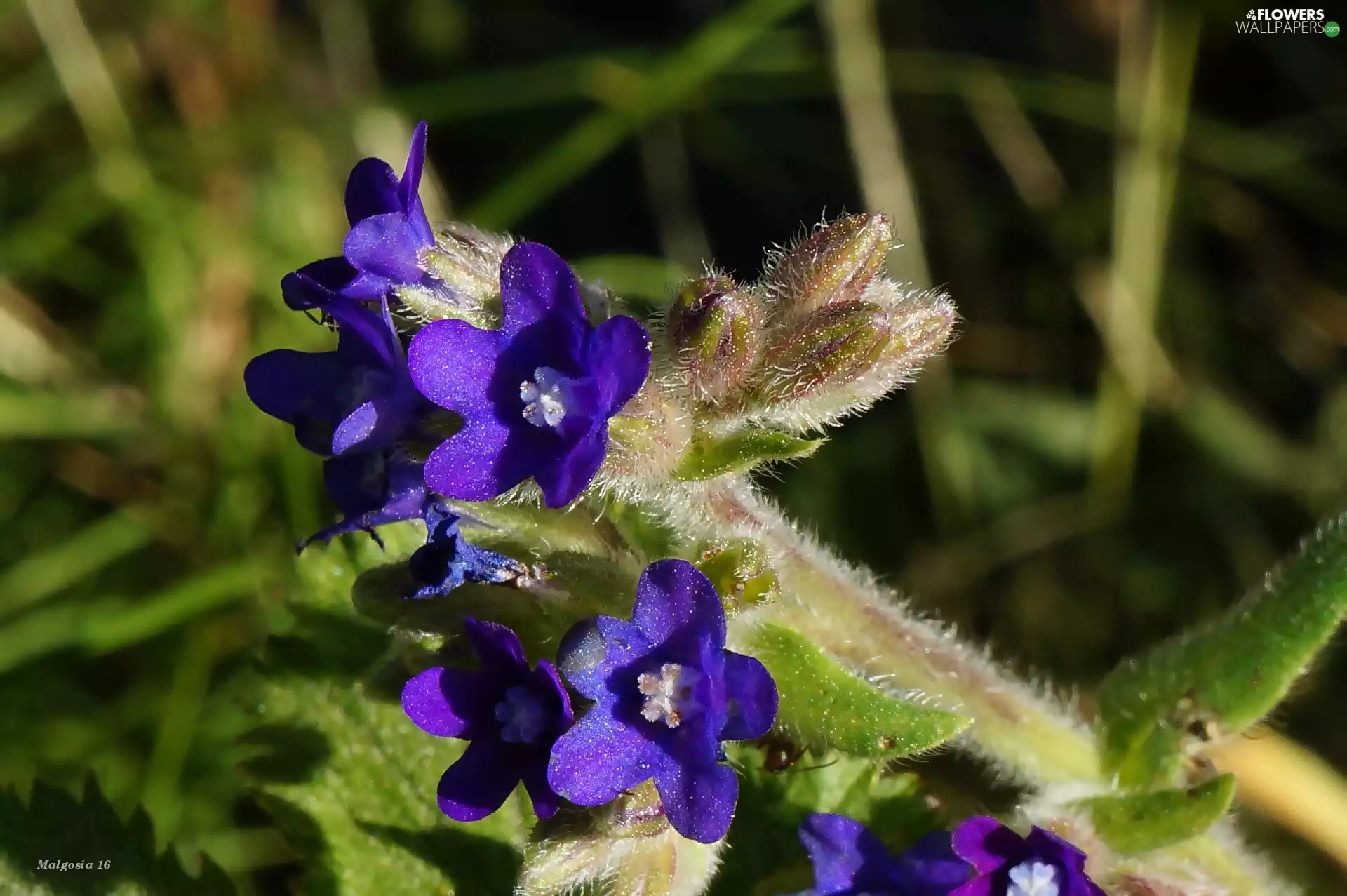 Bugloss, Flowers, purple