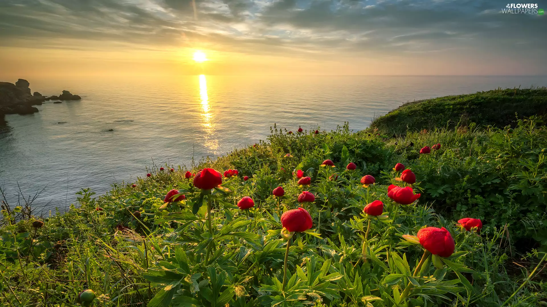 Hill, Black Sea, Peonies, Mountains, Sunrise, Flowers, Bulgaria