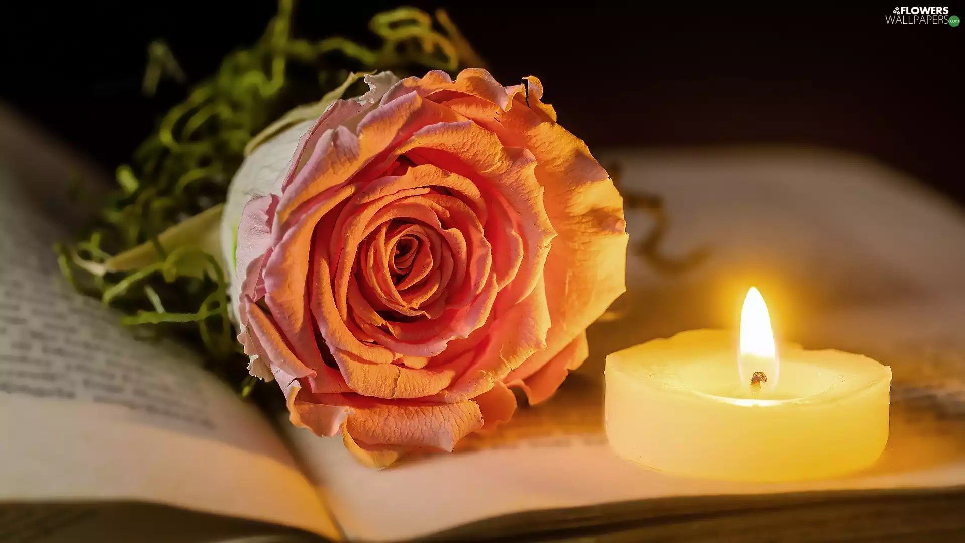 flame, candle, open, Book, rose