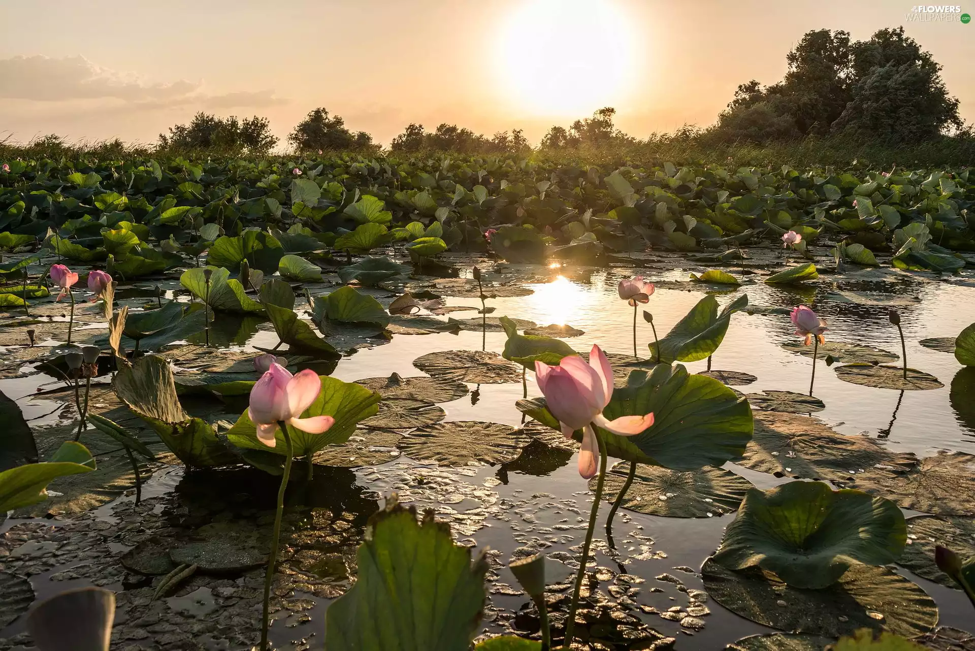 Pond - car, lotuses, sun, Flowers