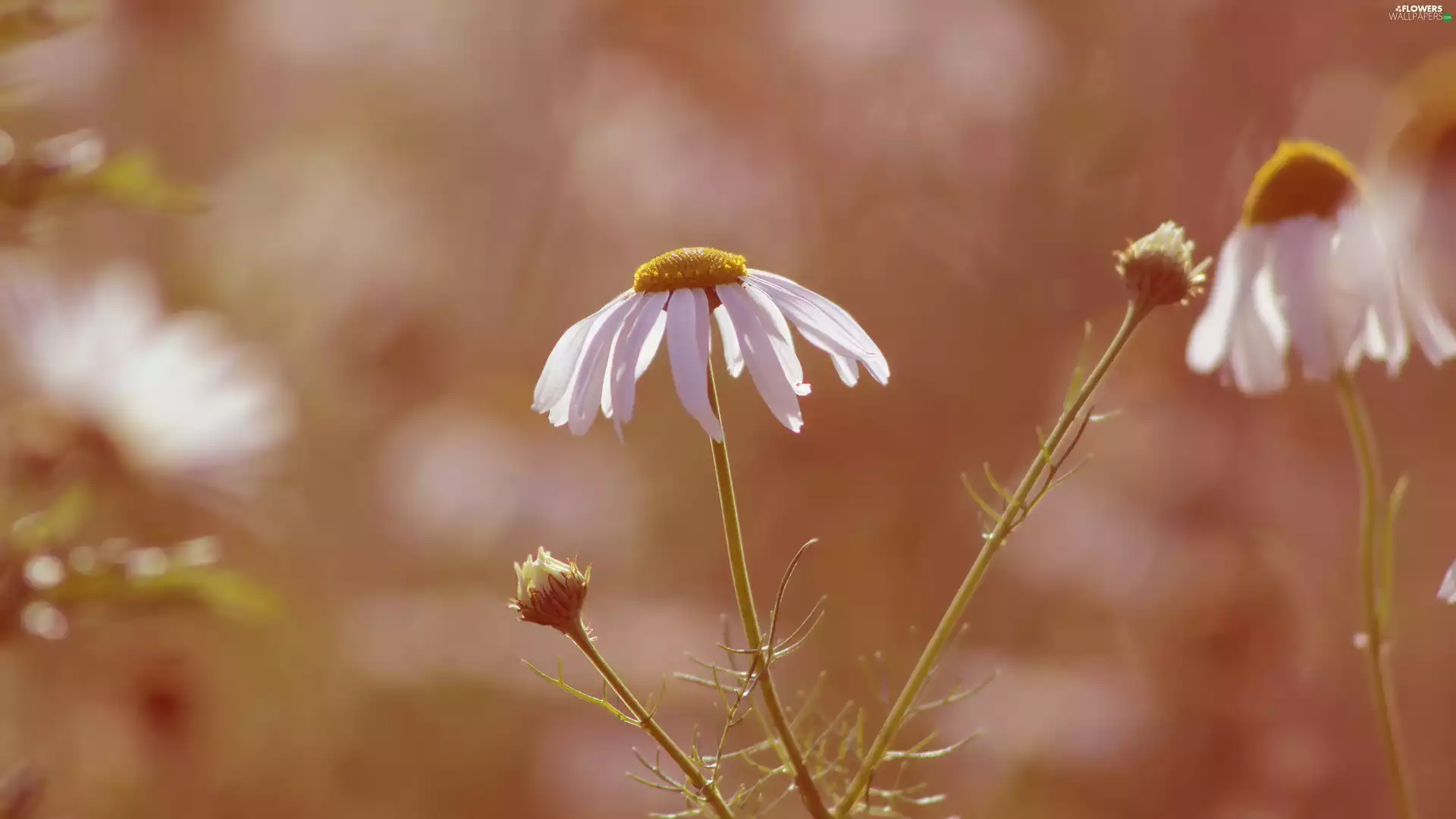 rapprochement, blurry background, chamomile, Buds, flower