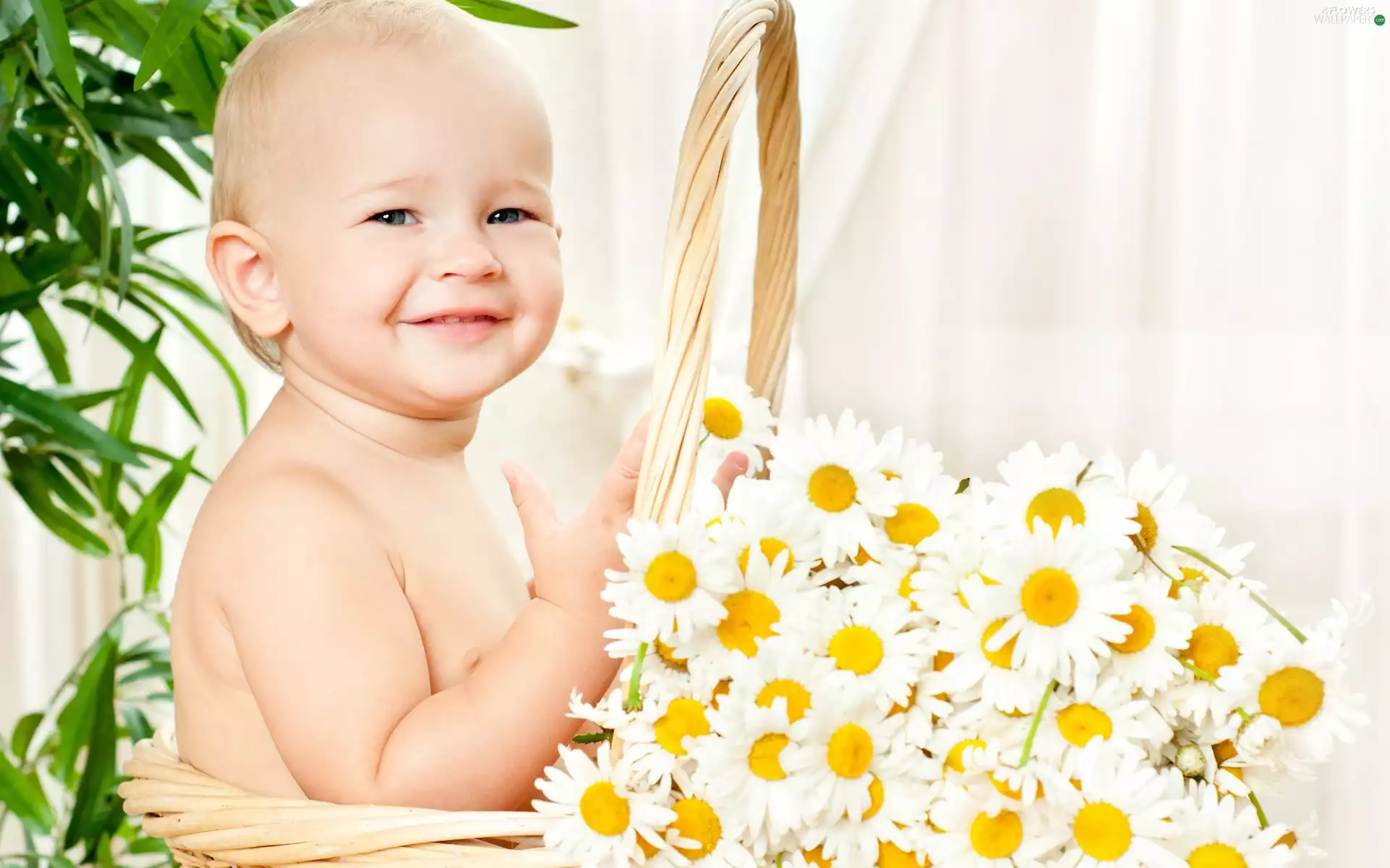 Kid, Flowers, chamomile, basket