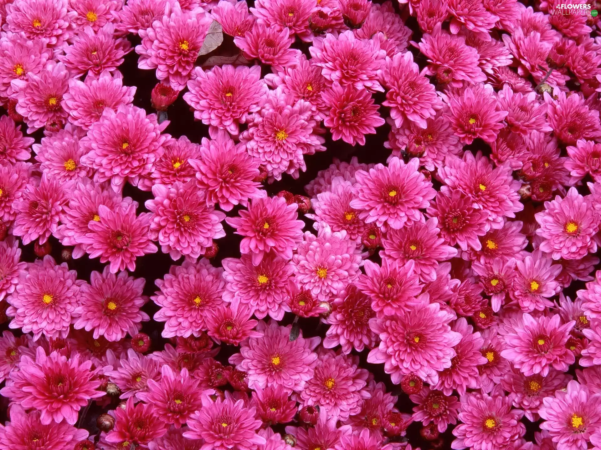 Pink, Chrysanthemums