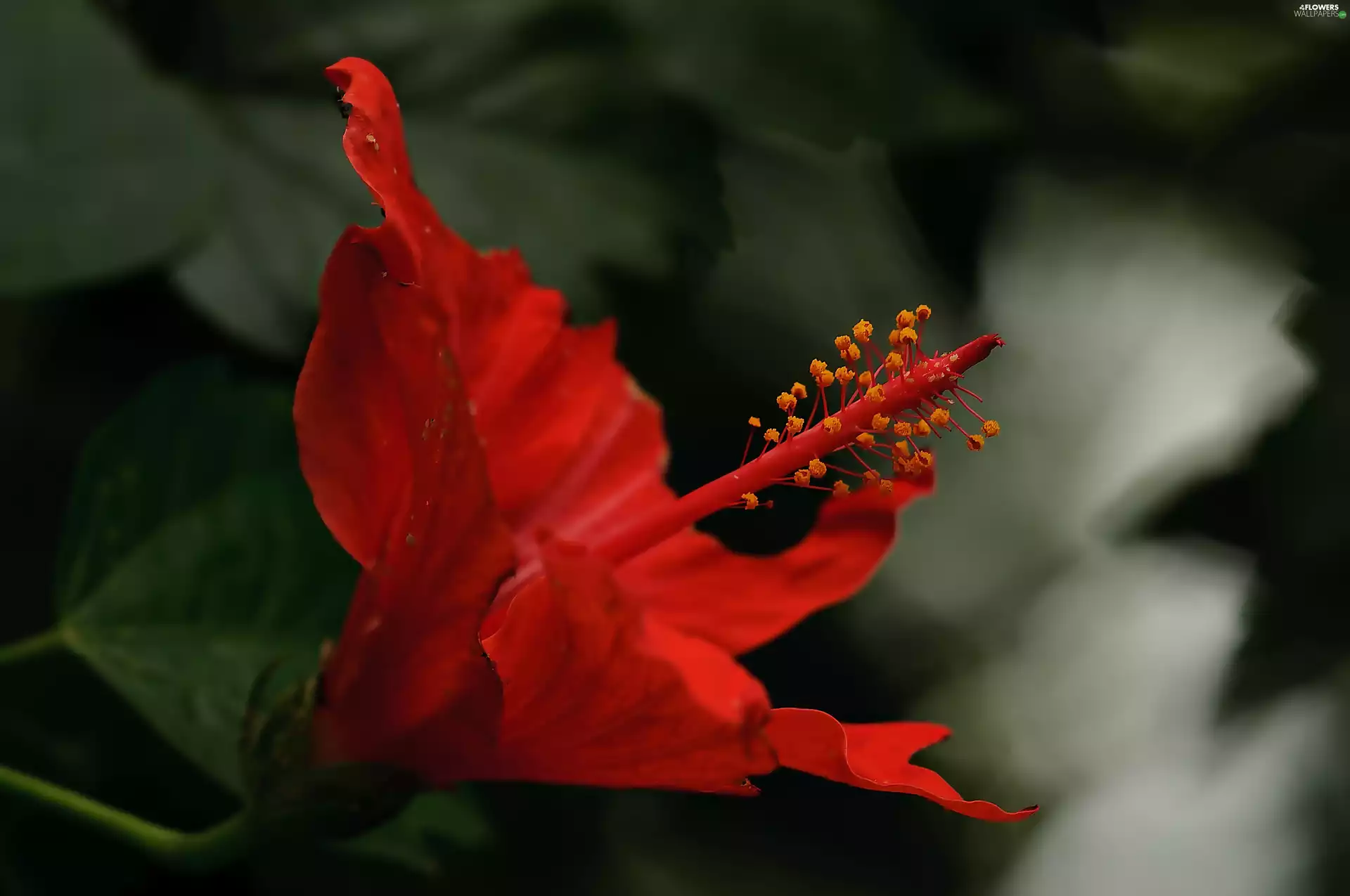 Red, hibiscus, Close, Colourfull Flowers