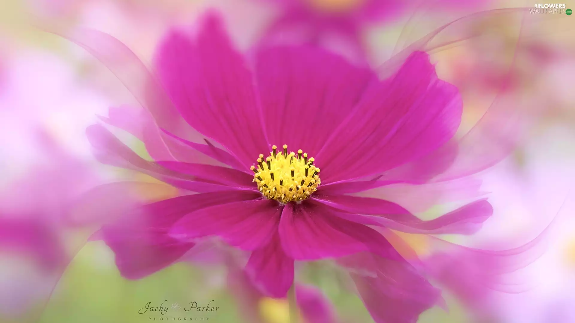 rods, Colourfull Flowers, blur, Cosmos, Pink, Yellow, Close