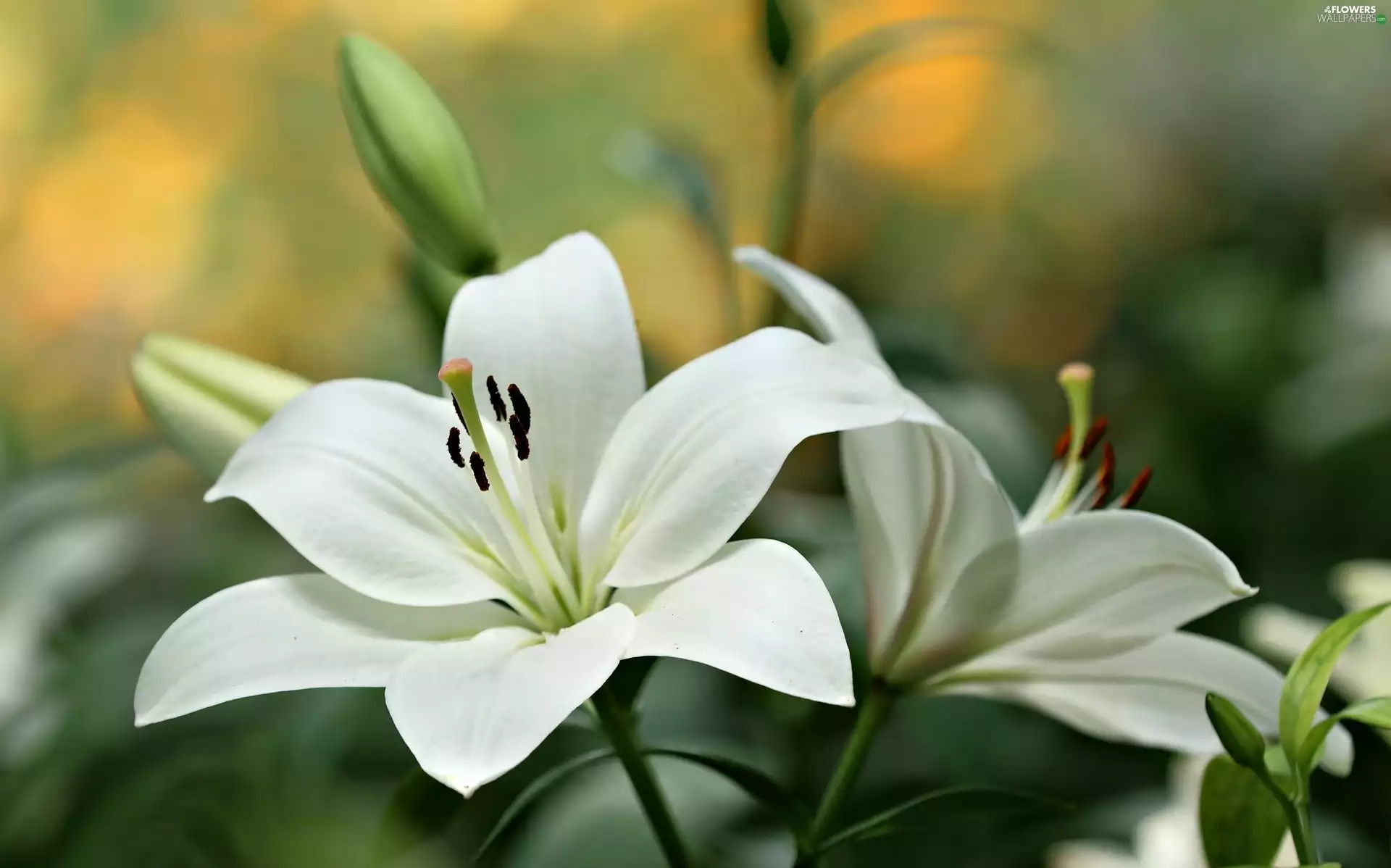 Close, White, lilies