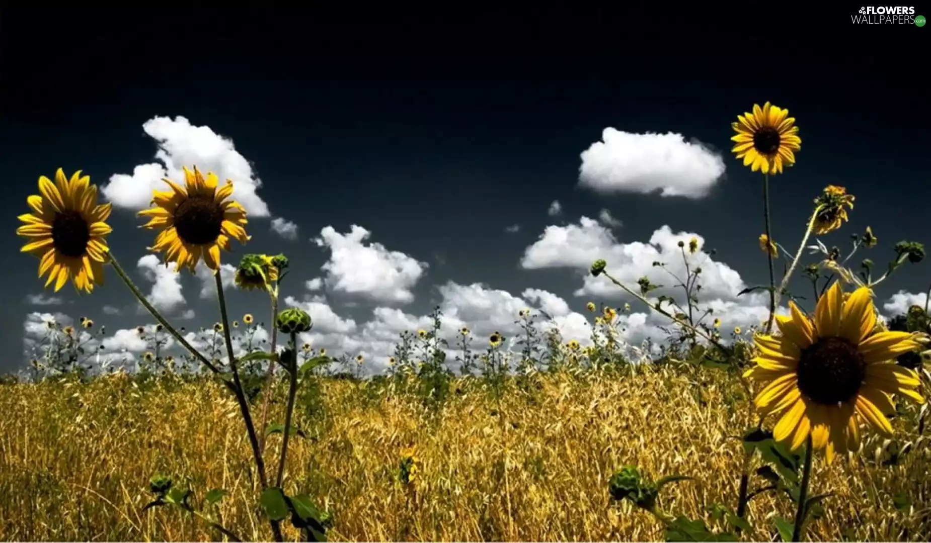 Flowers, Meadow, clouds, Nice sunflowers